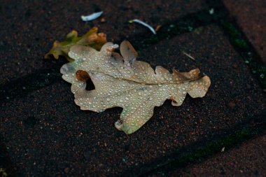 Yağmurdan sonra ıslak asfaltta ıslak yapraklar