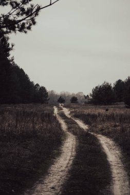Ormandaki ağaçlar arasındaki toprak yol