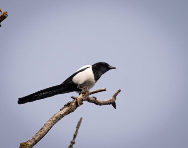 Siyah kuş beyaz arka planda dallara tünemiş.