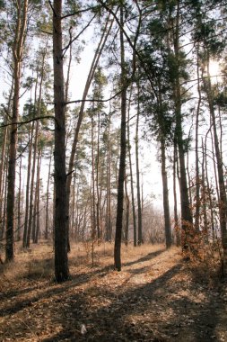 Ormandaki orman yolu