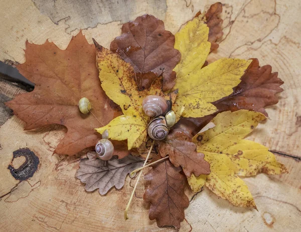 Slakken Herfstbladeren Een Houten Achtergrond — Stockfoto