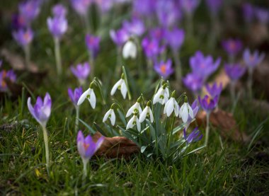 Çimlerin üzerinde kar damlaları ve kır çiçekleri