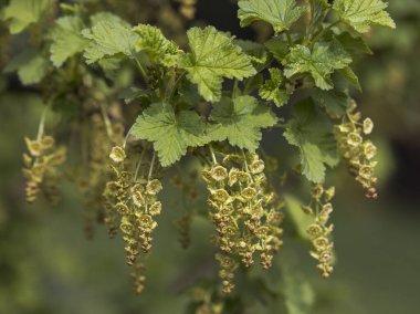 Frenk üzümü infloresansı (Ribes rubrum)