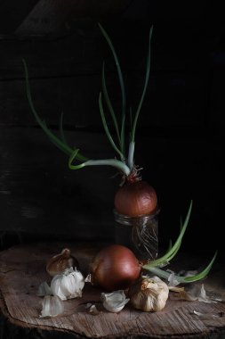 garlic and sprouted onion on dark wooden table background