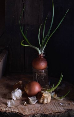 garlic and sprouted onion on dark wooden table background