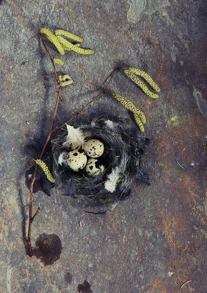 Hazel Branches Catkins Three Quail Eggs Nest — Fotografia de Stock