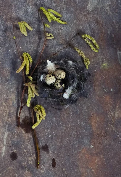 Hazel Branches Catkins Three Quail Eggs Nest — Fotografia de Stock