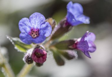 Nisan 'da çiçek açan akciğer otu