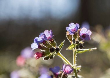 Nisan 'da çiçek açan akciğer otu