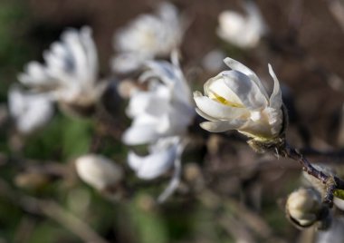 Yıldız manolyası (Magnolia stellata) çiçek açar