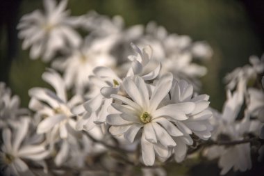 Yıldız manolyası (Magnolia stellata) çiçek açar