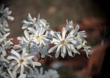 Yıldız manolyası (Magnolia stellata) çiçek açar