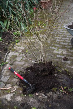 Bahçe işleri, çalıları bölme.