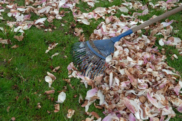 Manolya Yapraklarıyla Kaplanmış Çimenler Çimen Bakımı Mavi Tırmık Çimleri Yapraklardan — Stok fotoğraf