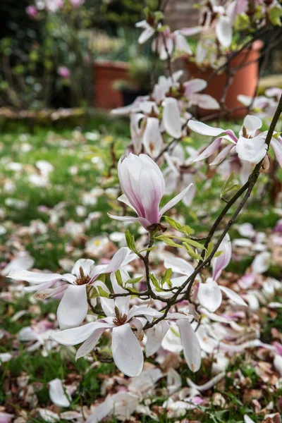 Les Dernières Fleurs Magnolia Sur Fond Pelouse Parsemée Pétales Magnolia — Photo
