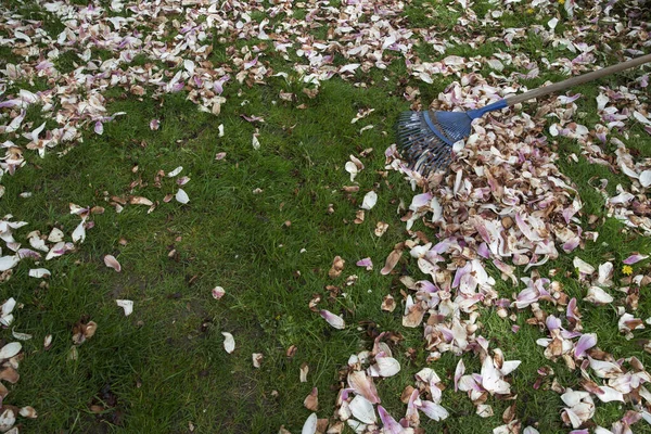 Лужайка Покрытая Лепестками Магнолии Уход Газоном Синие Грабли Очистили Газон — стоковое фото