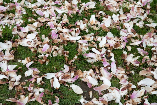 草地上撒满了木兰花花瓣 草坪养护 — 图库照片