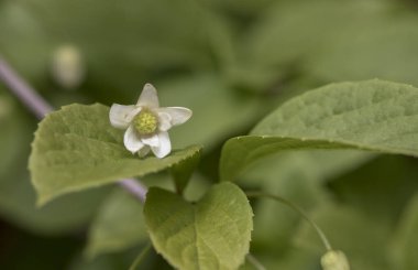 limon çiçeği, kullanışlı meyveler