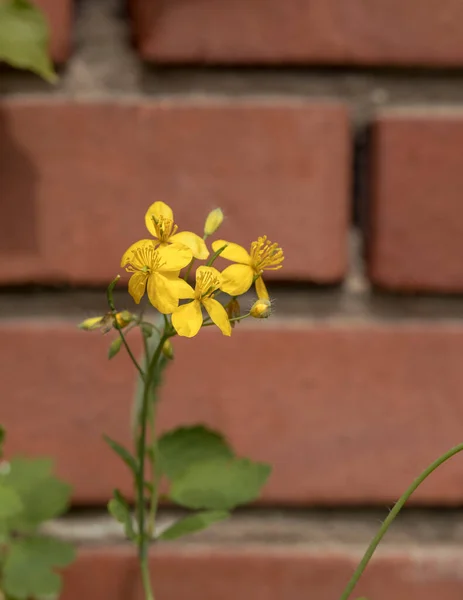 celandine flower on brick wall background