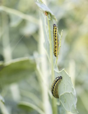 Lahana üzerinde lahana tırtılı, böcek ilacı.