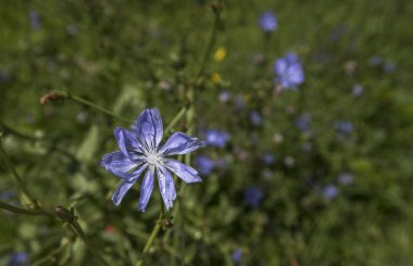 Çiçekli hindiba, yabani otlar