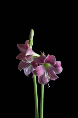 Siyah arka planda çiçek açan pembe amarilliler