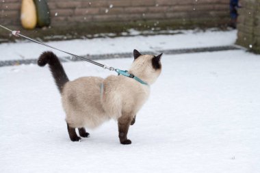 Mavi tasmalı evcil kedi karda ilk karı görür. Açık mavi gözlü kedi