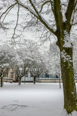 Kar parkı, ağaçlar, kış, kar yağdıktan sonra, park yolu.