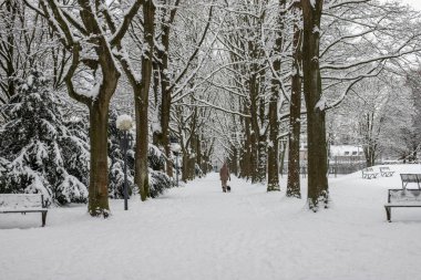 Kar parkı, banklar, ağaçlar, kış, kar yağdıktan sonra, park yolu.