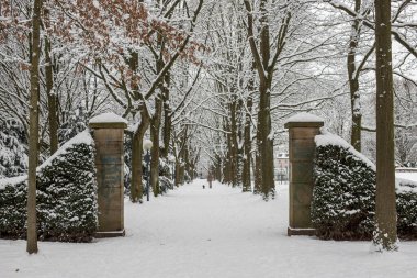 Kar parkı, ağaçlar, kış, kar yağdıktan sonra, park yolu.