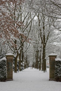 Kar parkı, ağaçlar, kış, kar yağdıktan sonra, park yolu.