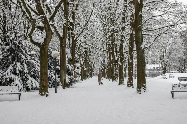 Kar parkı, banklar, ağaçlar, kış, kar yağdıktan sonra, park yolu.