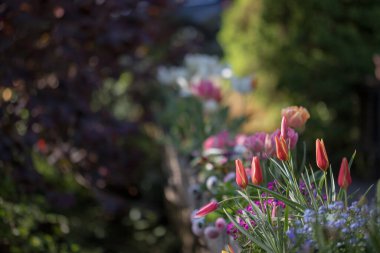 Sağ alt çeyrekte beş kırmızı lale, sol arka planda koyu renk arka planda, arka planda açık nokta perspektif yaratır, güneşli bahar günü.
