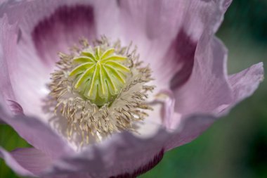 Sarı-yeşil pembe-leylak haşhaşın merkezi. Etrafı erkeklik organlarıyla çevrili.