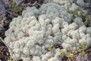Işıkla aydınlatılan liken, ren geyiklerinin beslendiği bir liken.