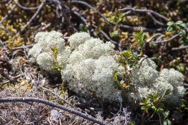 Işıkla aydınlatılan liken, ren geyiklerinin beslendiği bir liken.
