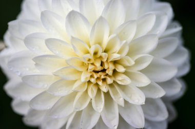 Beyaz yıldız çiçeği, yakın plan, açık sarı merkezli.