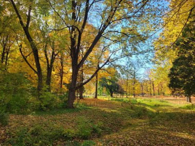 2022 sonbaharında Parc Agrignon Montreal Kanada 