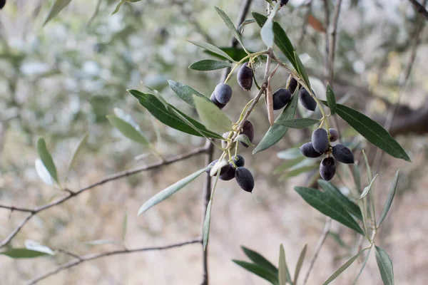 Olive tree branch with olives. Green olive leaves in the backround