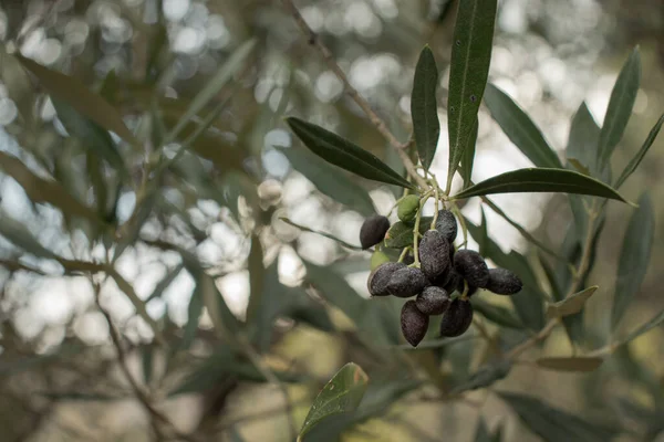 Bir zeytin ağacının dalı. Siyah Yunan zeytinleri. Arka planda bulanık zeytin yaprakları