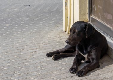 Terk edilmiş bir dükkanın önünde uyuyan siyah bir sokak köpeği.