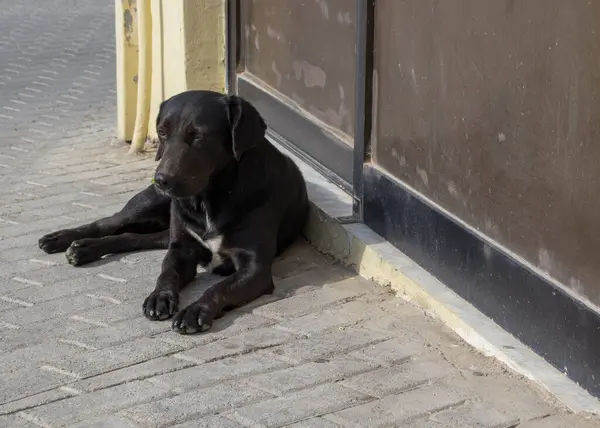 Terk edilmiş bir dükkanın önünde uyuyan siyah bir sokak köpeği.