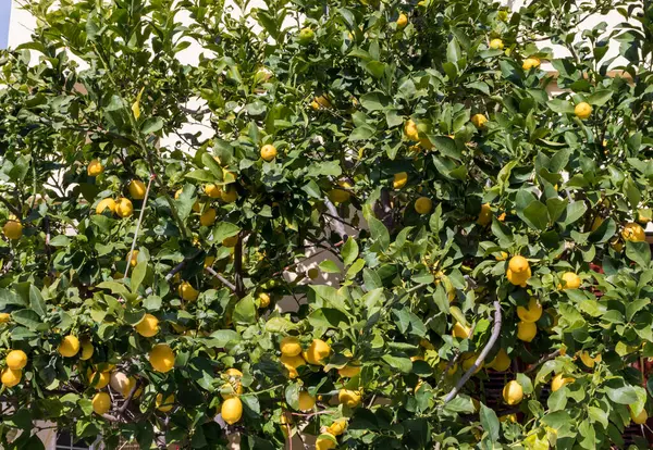 Limon ağacında bir sürü limon