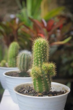 Saksıdaki Haageocereus kaktüsü gün ışığında fotoğraflandığında çok güzel görünüyor..