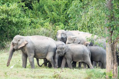 Asya fili Tayland 'da beş büyük memelidir. Vahşi bir hayvandır ve ovalarda bir yaşam alanındadır. Grupta yetişkin erkek ve dişi var. .