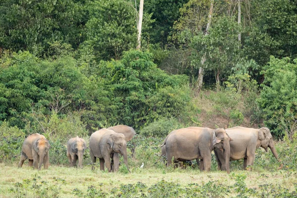 Słoń Azjatycki Duży Ssak Tajlandii Jest Dzikim Zwierzęciem Znajduje Się — Zdjęcie stockowe