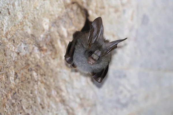 Murciélago Están Durmiendo Cueva Colgando Período Celling Mediodía — Foto de Stock