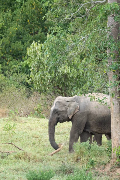 The asian elephant is big five mammal in Thailand. it is wild animal and is in lowland habitat. In the group have adult male and female .