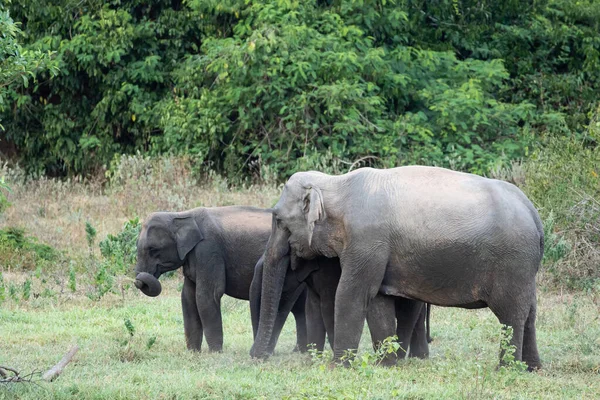 Der Asiatische Elefant Ist Ein Großes Säugetier Thailand Ist Ein — Stockfoto