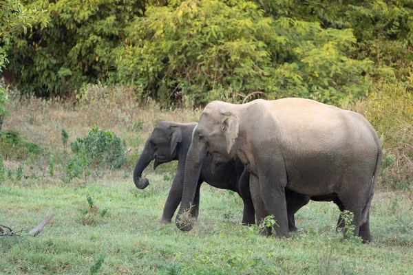 Азиатский Слон Является Большой Пятеркой Млекопитающих Таиланде Дикое Животное Находится — стоковое фото